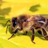 APIS MELLIFICA GLOBULI C/D 1 - C/D 4